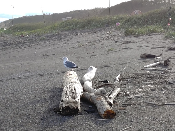 湧洞沼の行き止まり