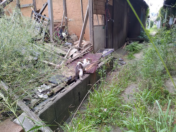 北九州市若松の衰退商店街、バラック群