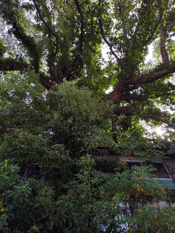 長崎にあるロシア領、今はバラック廃墟