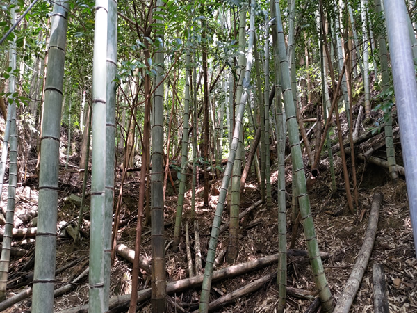 十津川村の廃集落に通じる鹿淵吊り橋