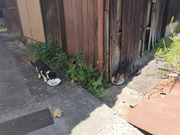 猫の島、佐柳島での廃墟、空き家探訪