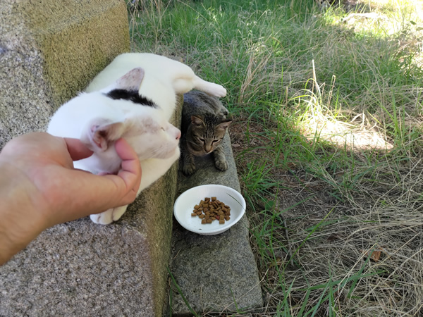 猫の島、佐柳島での廃墟、空き家探訪