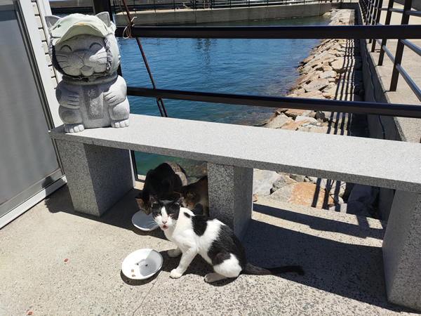 猫の島、佐柳島での廃墟、空き家探訪