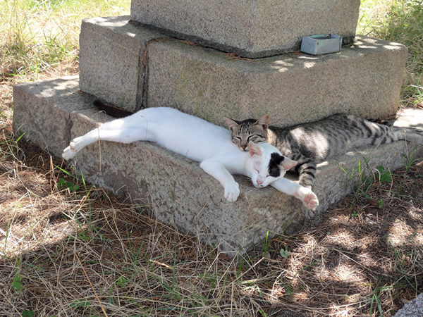 猫の島、佐柳島での廃墟、空き家探訪