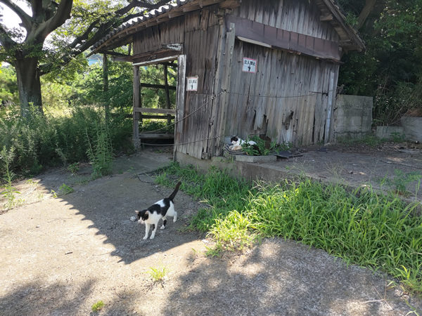 猫の島、佐柳島での廃墟、空き家探訪