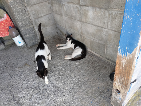 猫の島、佐柳島での廃墟、空き家探訪