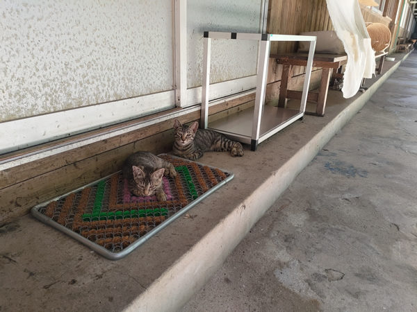 猫の島、佐柳島での廃墟、空き家探訪