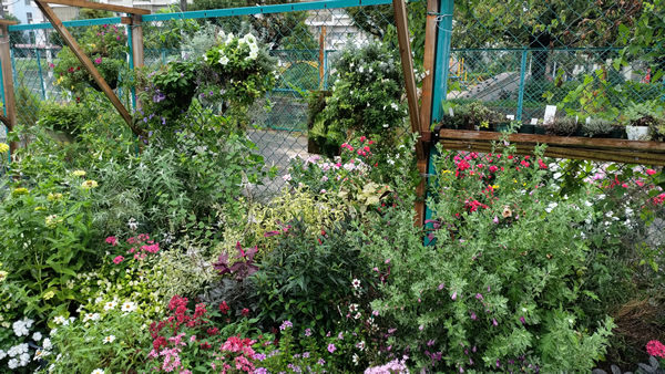 大阪の遠里小野にある不法占拠部落と白蛇祠