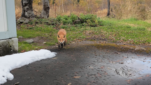 北海道の廃線、深名線跡の添牛内駅