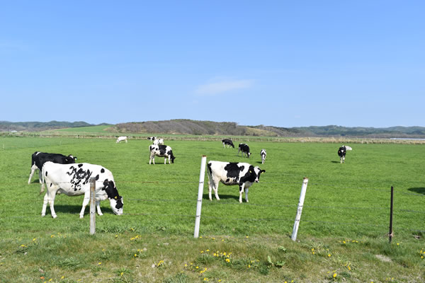 2026年4月から解体が始まるオトンルイ風力発電所の見納め